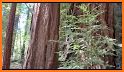 Tallest Tree related image