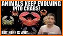 Crab Evolution related image