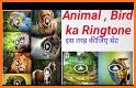 Animal Ringtones: Animal Sounds  Bird Wallpaper related image