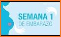 Embarazo semana a semana español related image