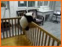 Lovely panda Escape related image