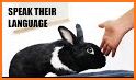 Bunniiies: The Love Rabbit related image