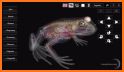 Visual Anatomy 3D - Frog related image