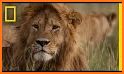 WildLife Africa Premium related image