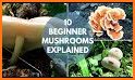 New Jersey Mushroom Forager related image