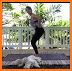 Barre | Ballet Inspired Workouts | Down Dog related image