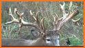 Alabama Whitetail Records - Trophy Deer Records related image