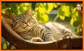 Cat Piano Sounds Music Premium related image