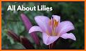 Lily - Plant Identification related image