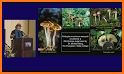 International Mycological 2018 related image