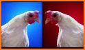 Chicken song Video without Net related image