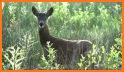 Deer Sounds & Calls! related image