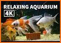 Goldfish 3D - Relaxing Aquarium Fish Tank related image