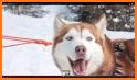 Talking Husky Dog related image