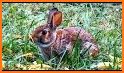 Cottontail Rabbit Sounds and Rabbit Calls related image