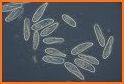 Paramecium Camera related image