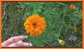 Marigold 2021 related image