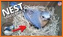 Blue Bird NEST related image