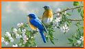 Latest Bird Ringtones 2019 related image