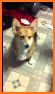 Lilly The Corgi related image