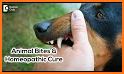 Homeopathy For Dog Owners related image