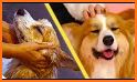 Animal Pet Hair Spa Salon related image