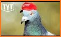 Pigeon POOlitics: 2020 Elections related image