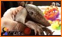 Armadillo related image
