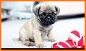 Puppy Pug House Decoration related image