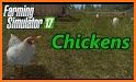 Chicken Poultry Farm breeding game related image