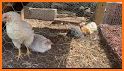 Cherished Baby Chick Escape - JRK Games related image