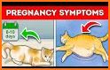 Pregnant Cat Kitty Pet Games related image