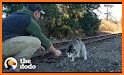 Husky Rescue: Save Dog Puzzle related image