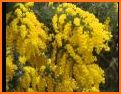 Wattle - Acacias of Australia related image