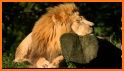 Animal Sounds - wild animal sounds related image