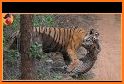 Tiger Catch related image