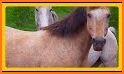 Wallpaper Wild Horse Beautiful related image