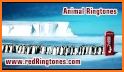 Animal Sounds Ringtones Free related image