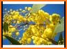 Wattle - Acacias of Australia related image