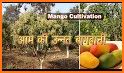 Mango Cultivation Method related image