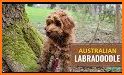 Australian Labradoodle related image