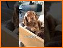 Cocker Spaniel SK03 related image