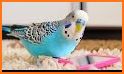 Parakeet Love Keyboard Background related image