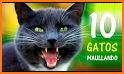 Tonos de gatos para celular, ringtones de gatos related image