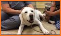 Acupuncture and laser therapy in dogs and cats related image