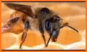 Apiculture related image