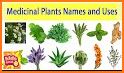 Medicinal Plants and their uses related image