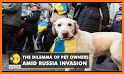 Pet Invasion : Animal War related image