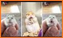 Funny Hamster Cracked Screen related image