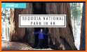 Sequoia National Park Guide related image